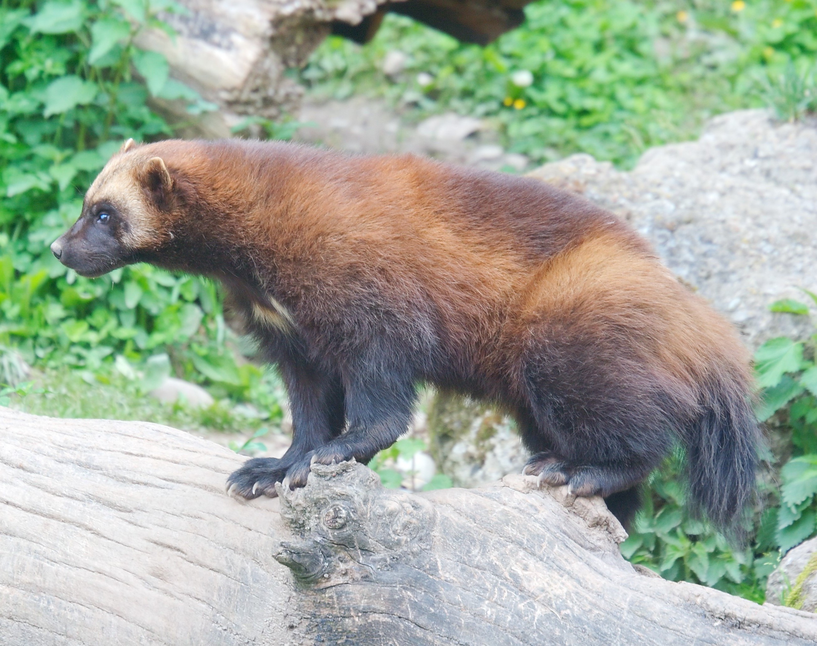 The Travelling Wolverine