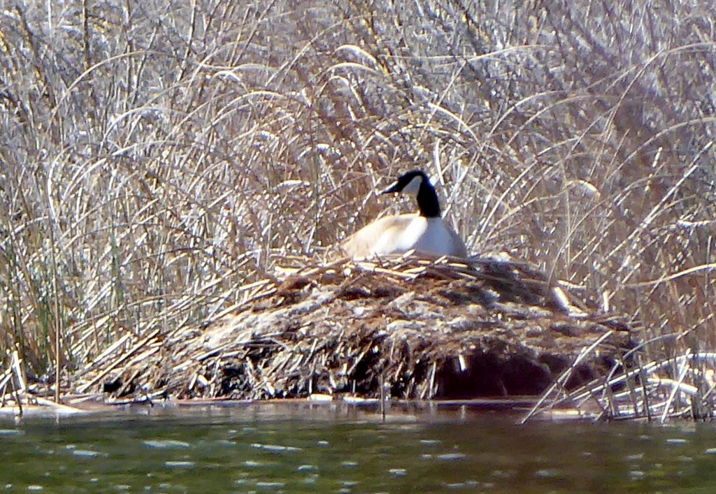 Canada goose nest on muskrat push-up