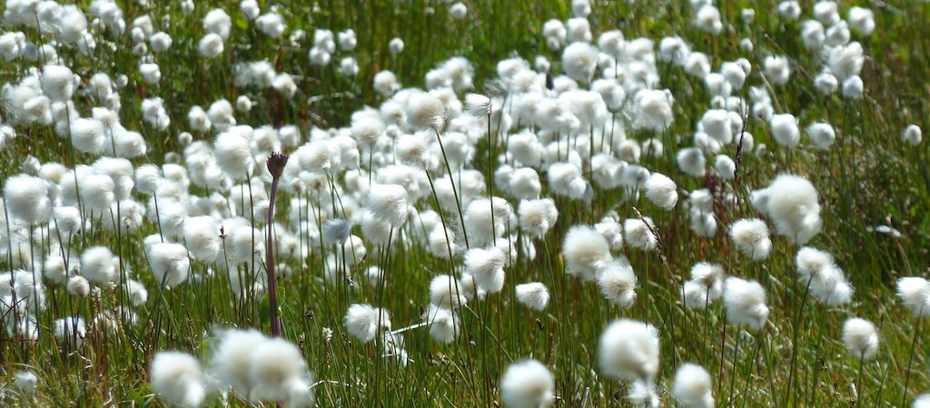 Cotton grass seed heads