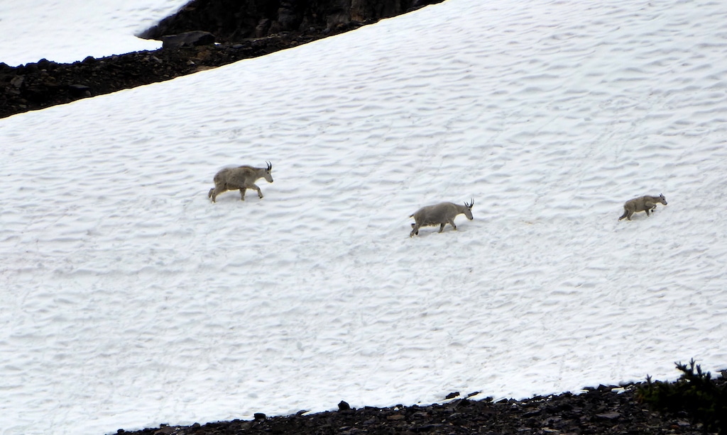 herd of mountain goats crossing snow patch in July