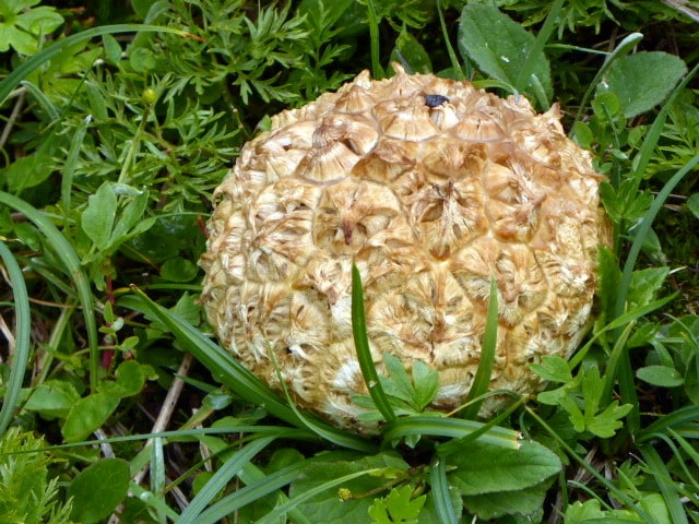 Sculpted Puffball mushroom, Calbovista subsculpta