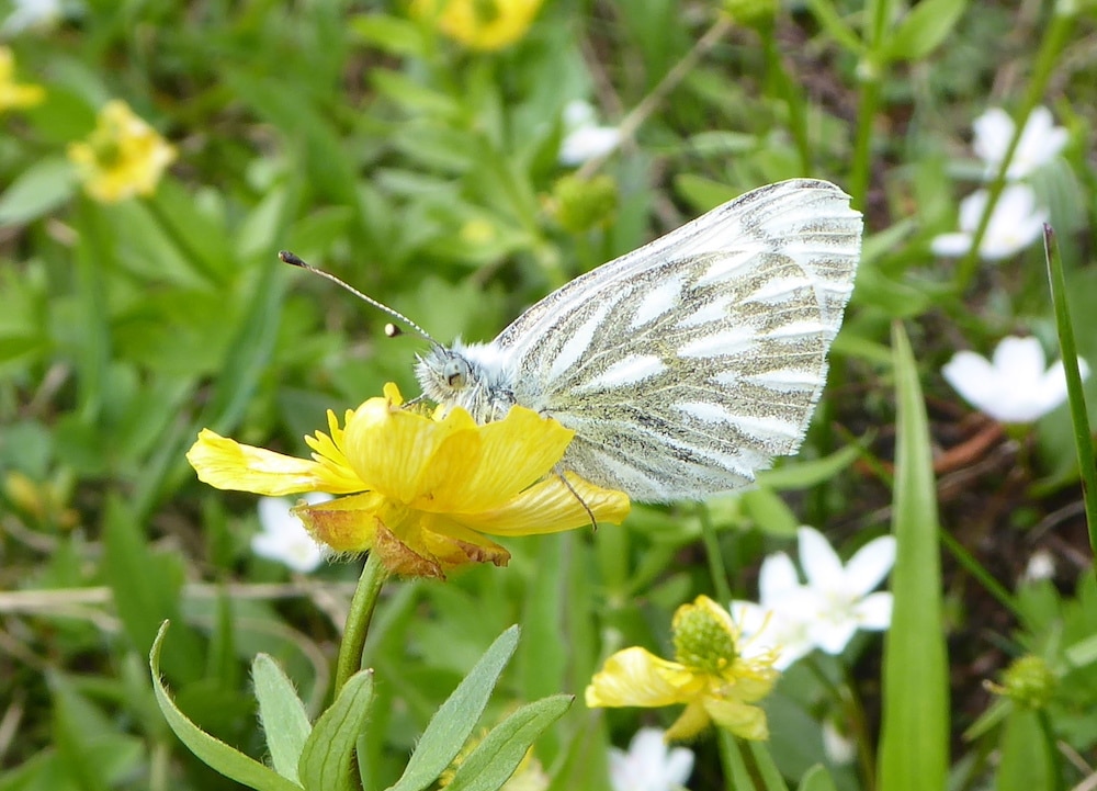 Western White Butterfly