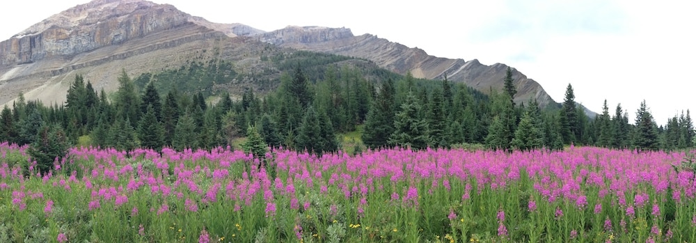 Fireweed beside the trail to Boulder Pass in August