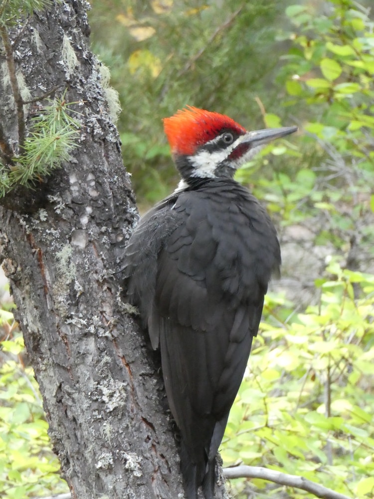 pileated woodpecker on a tree trunk