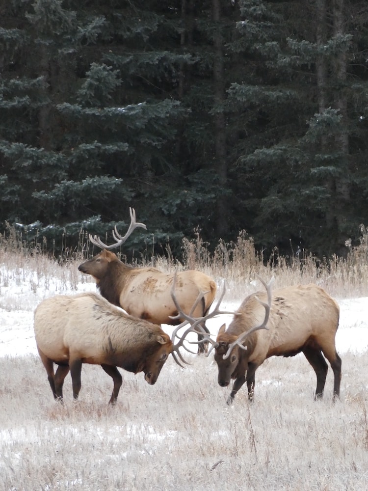 Bull elk jousting in the fall