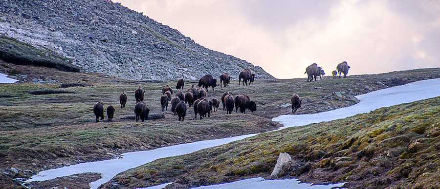 Large herd of bison in Banff, 2021