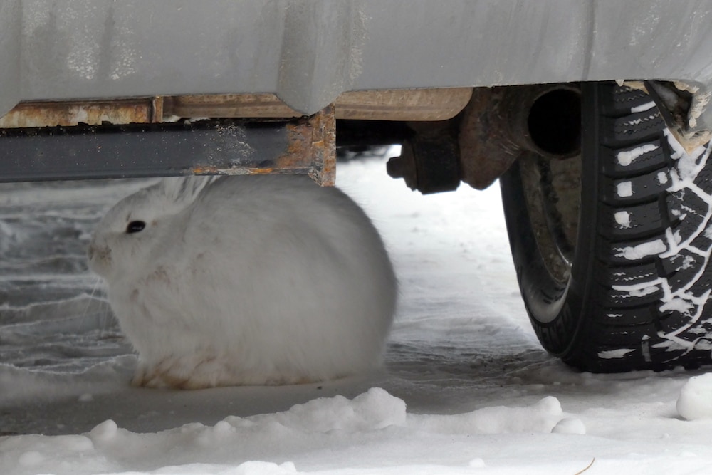 Snowshoe hare roosting under the car