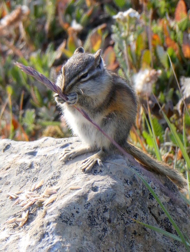 chipmunk stuffing its cheeks with seeds