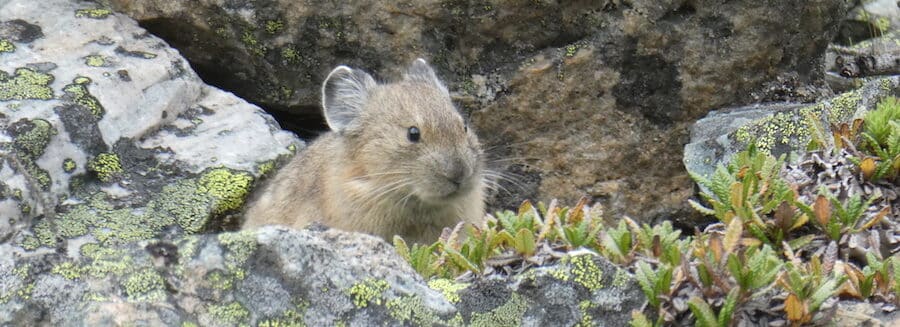 pika